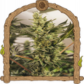 Banana Mash Auto Strain