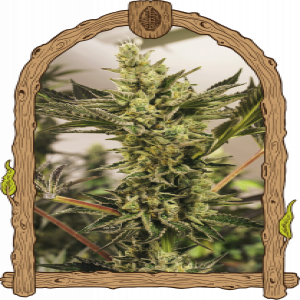 Banana Mash Auto Strain
