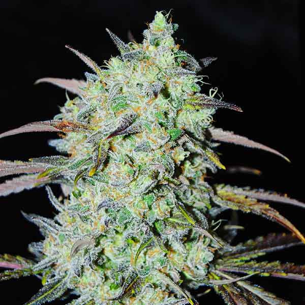 Bay Haze