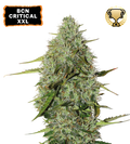 BCN Critical XXL© Autoflower Cannabis Seeds