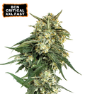 BCN Critical XXL© Fast Cannabis Seeds