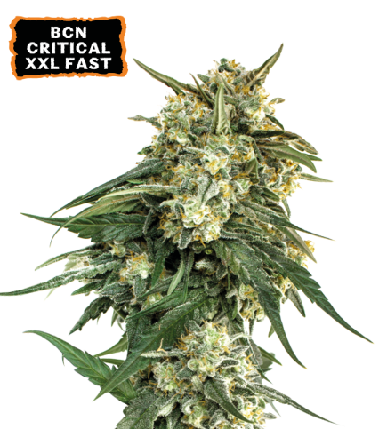 BCN Critical XXL© Fast Cannabis Seeds