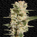 Belladonna Feminizada de Paradise Seeds