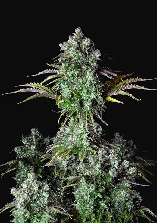 Big Bud Auto Autofloreciente de Fast Buds