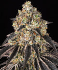Black Cherry Gushers Strain