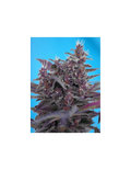 Black Cream Auto®