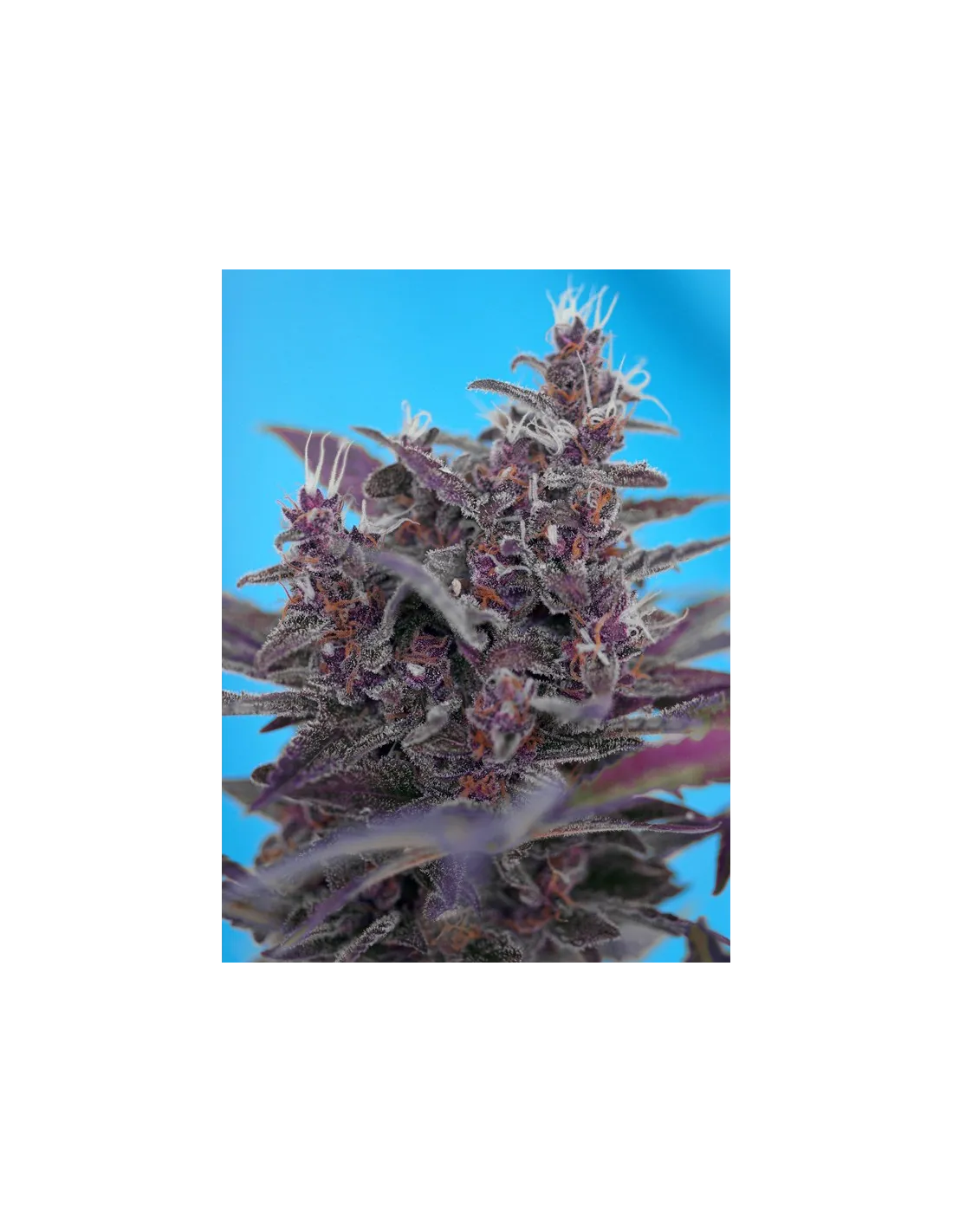 Black Cream Auto®