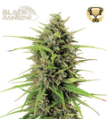 Black Rainbow© Autoflower Cannabis Seeds
