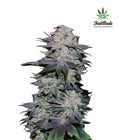 Blackberry Autofloreciente de Fast Buds