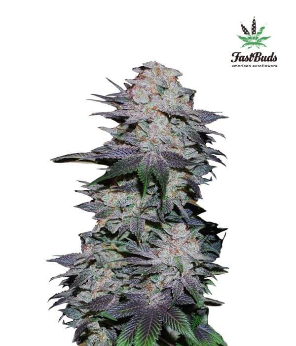 Blackberry Autofloreciente de Fast Buds