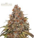 Blackberry Gum© Autoflower Cannabis Seeds