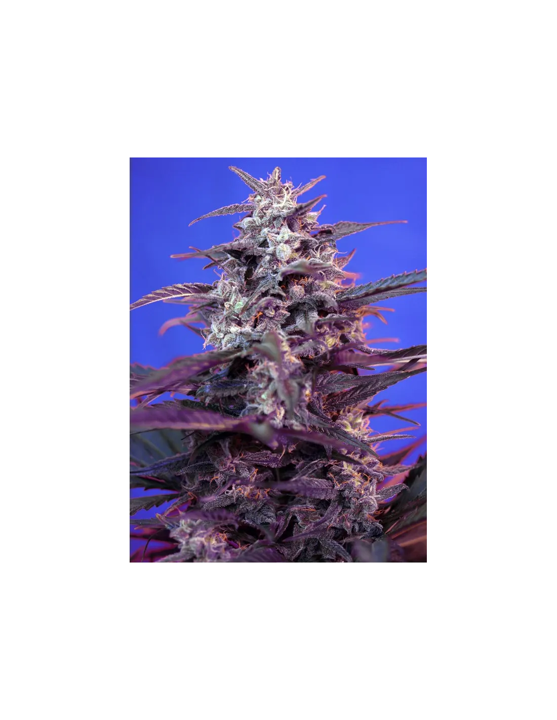Bloody Skunk Auto®
