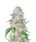 Blue Dream Auto Autofloreciente de Fast Buds