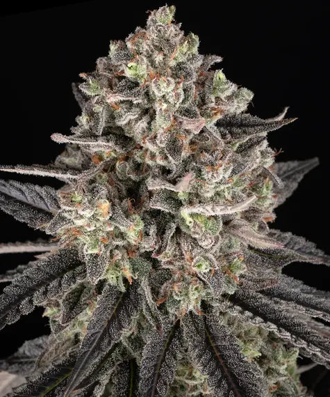 Blue Dream Strain