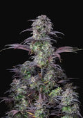 Blueberry Auto Autofloreciente de Fast Buds