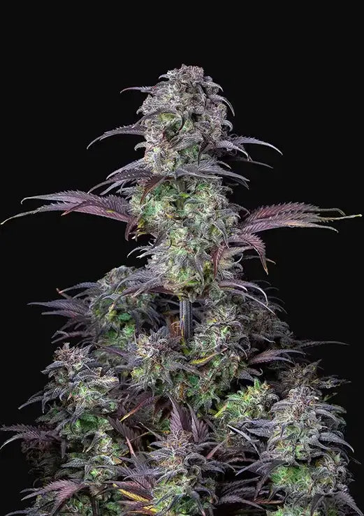 Blueberry Auto Autofloreciente de Fast Buds