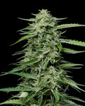 Blueberry Honey Feminizada de Humboldt Seed Company
