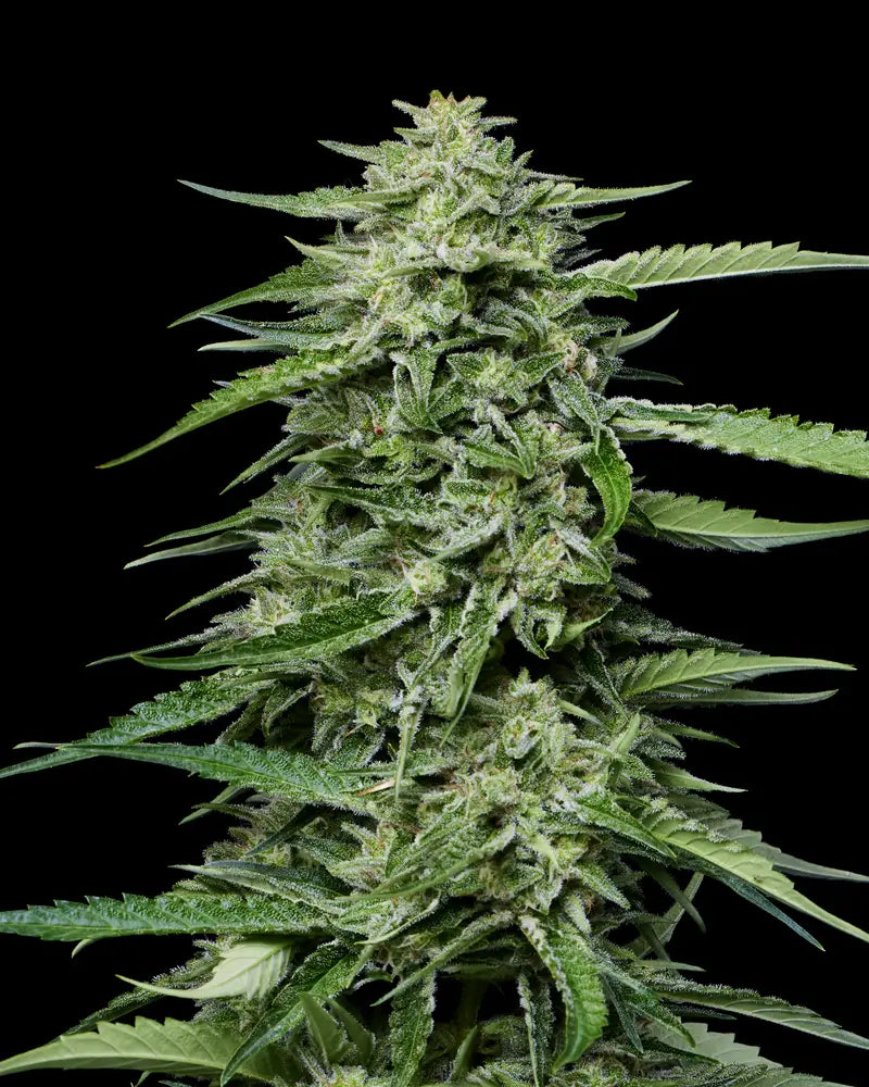 Blueberry Honey Feminizada de Humboldt Seed Company