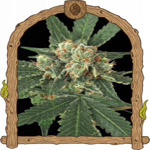 Blue Monkey Strain