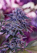 Blue Rhino