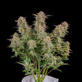 Bruce Banner Auto Autofloreciente de Fast Buds