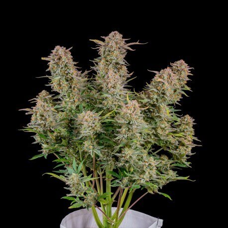 Bruce Banner Auto Autofloreciente de Fast Buds