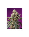 Bruce Banner Auto®