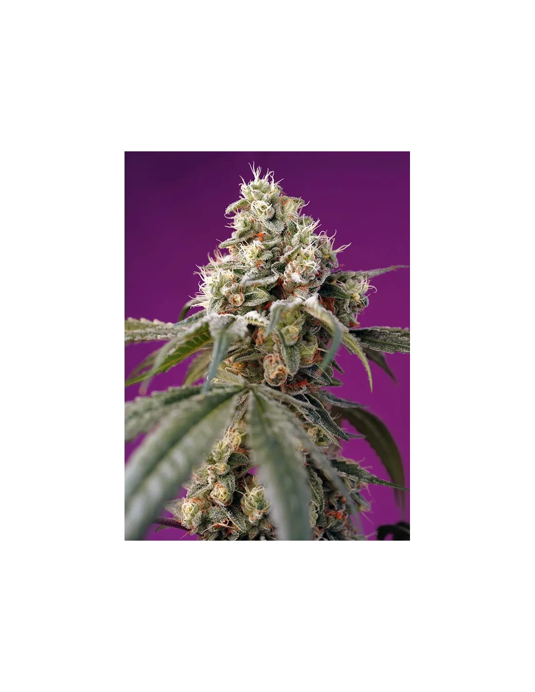 Bruce Banner Auto®