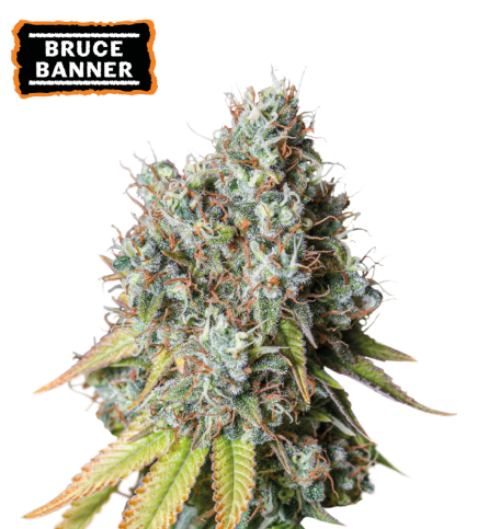 Bruce Banner Autoflower Cannabis Seeds