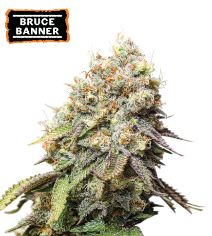 Bruce Banner Feminized Cannabis Seeds