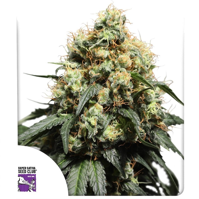 Bruce Lemon Diesel