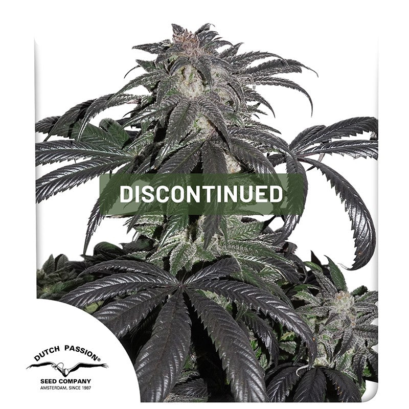 Bubba Island Kush®