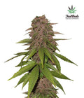 C4 Matic Autofloreciente de Fast Buds