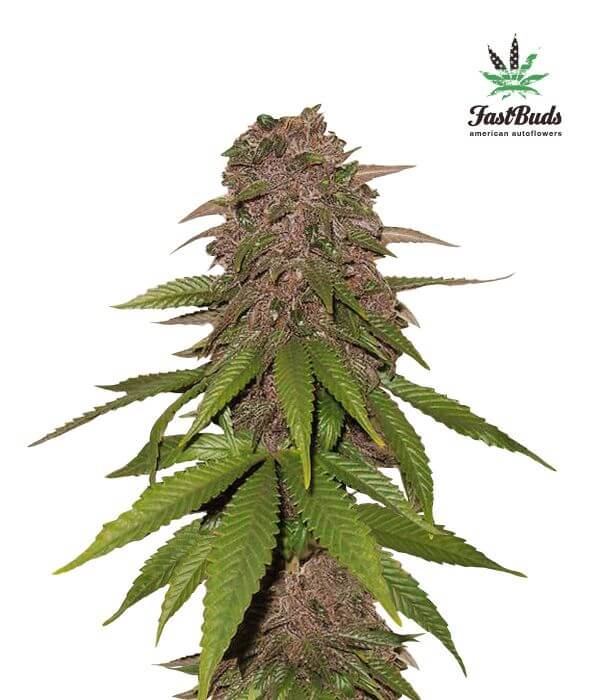 C4 Matic Autofloreciente de Fast Buds