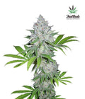 Californian Snow Autofloreciente de Fast Buds