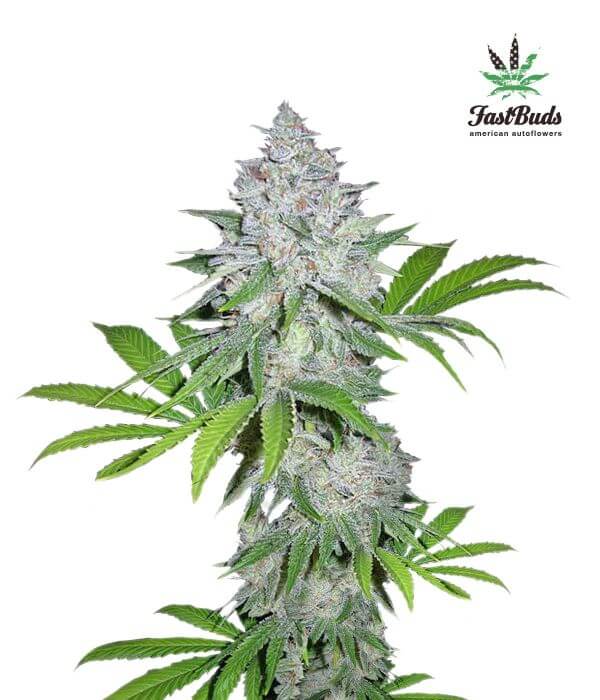 Californian Snow Autofloreciente de Fast Buds