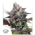 Candy Bubatz XL