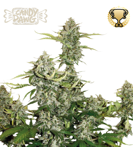 Candy Dawg© Autoflower Cannabis Seeds