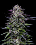 Candy Hustle Feminizada de Humboldt Seed Company