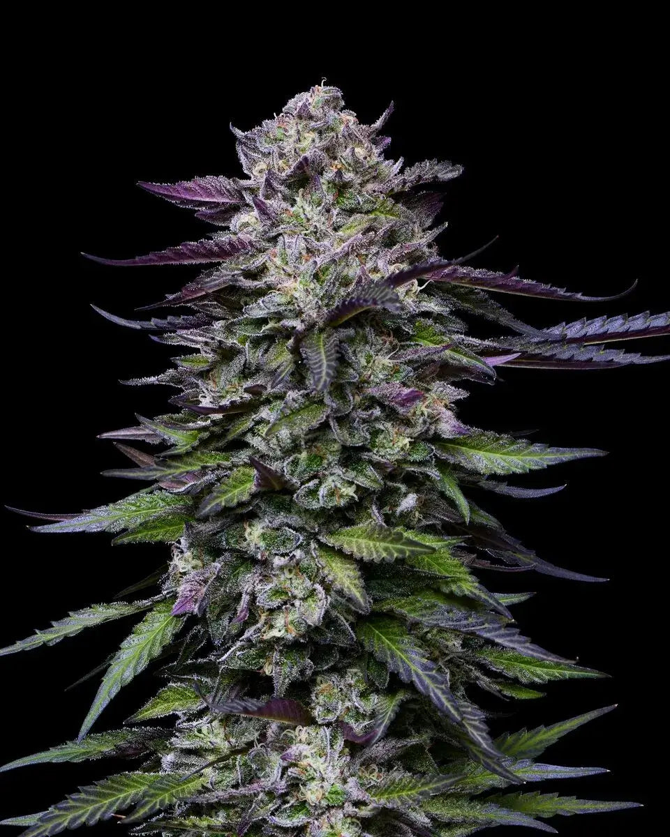 Candy Hustle Feminizada de Humboldt Seed Company
