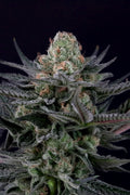 Caramba Feminizada de Paradise Seeds