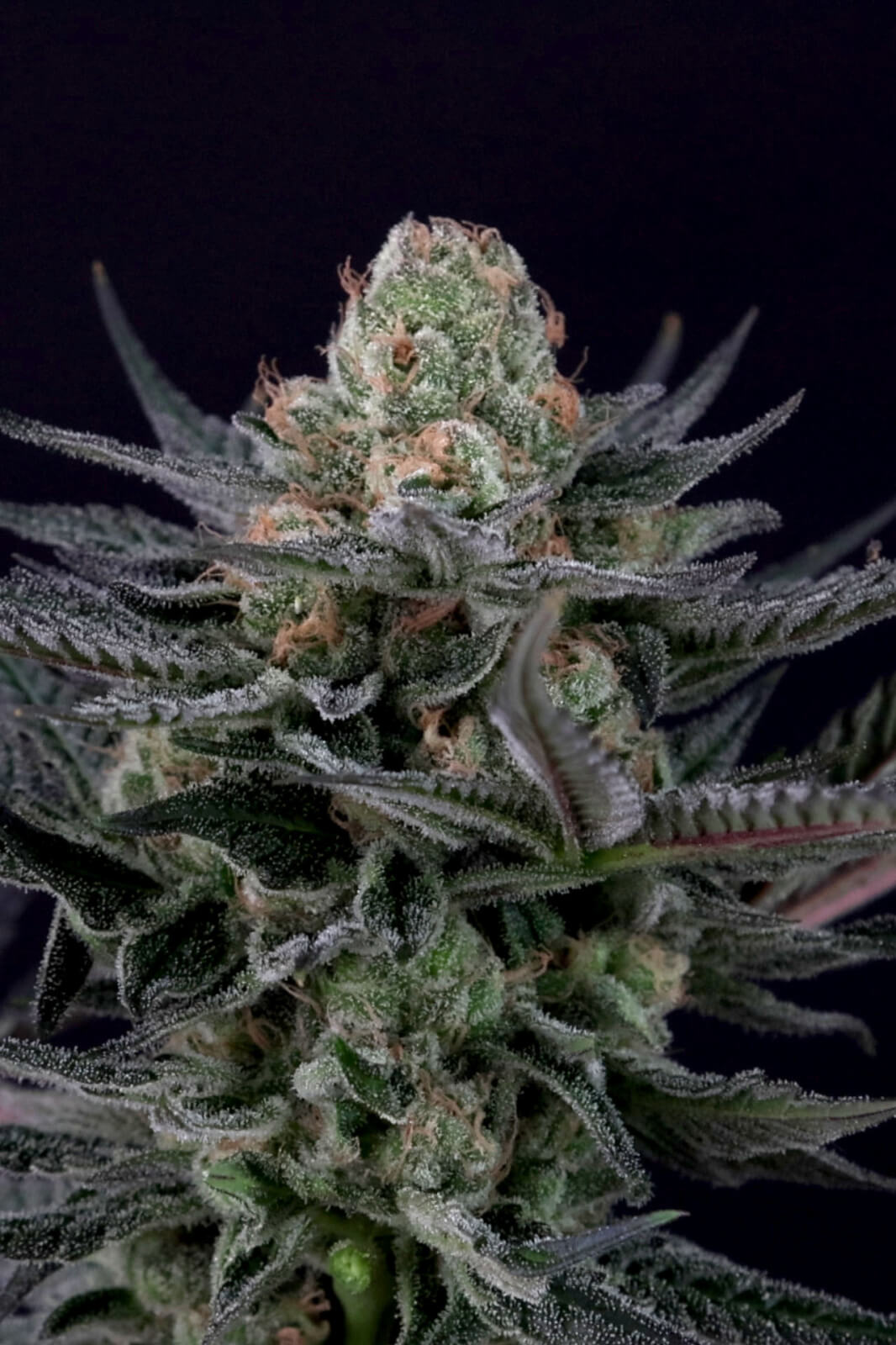 Caramba Feminizada de Paradise Seeds