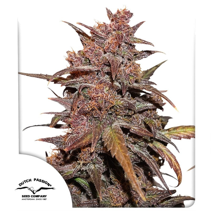 CBD Auto Blackberry Kush®