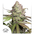 CBD Auto Charlotte’s Angel®