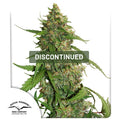 CBD Auto Compassion Lime®