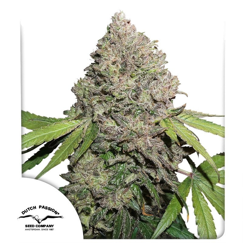 CBD Charlotte’s Angel®