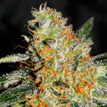 CBD Jam ®