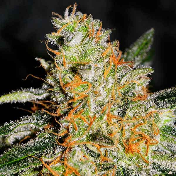CBD Jam ®