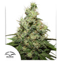 CBD Kush®