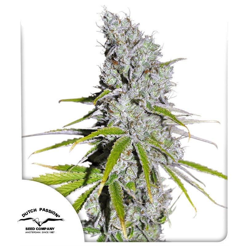 CBD Skunk Haze®